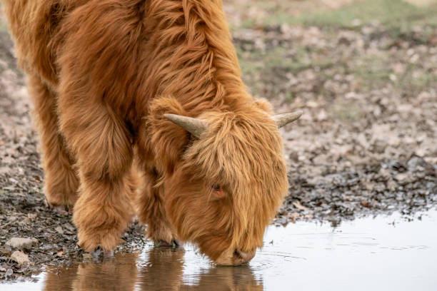 istock Highland calf cattle (Bos taurus taurus) drinks water from a pool of water. 1366460527