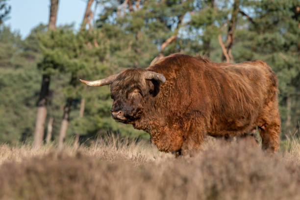 istock Highland Cows cattle (Bos taurus taurus) grazing in field. 1366460580