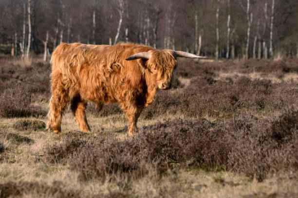 istock Highland Cows cattle (Bos taurus taurus) grazing in field. 1366460584