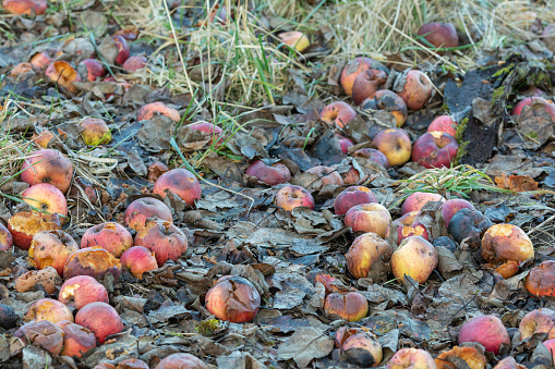 Old apples lying in a meadow, some bitten by sheep.