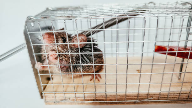 istock Little mouse in the cage trap. Pest control. Dramatic view. 1366461337