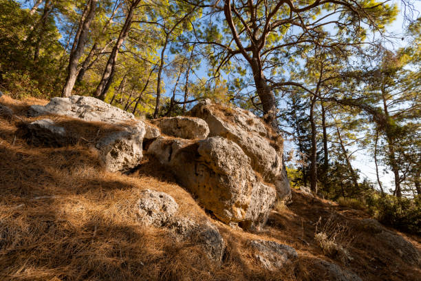 big stones in the summer forest
