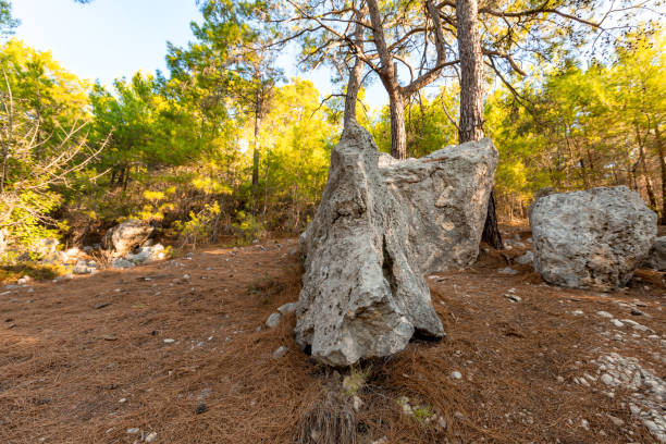 istock big stones in the summer forest 1366461427