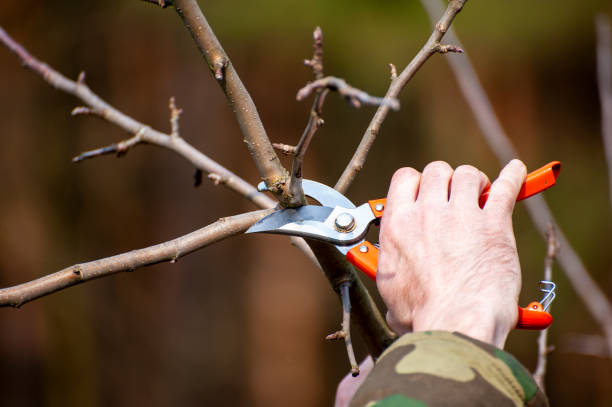 istock The farmer looks after the orchard . 1366461903