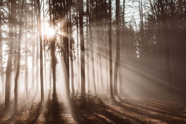 Outdoor black and white photography from fir tree forest in the backlight.