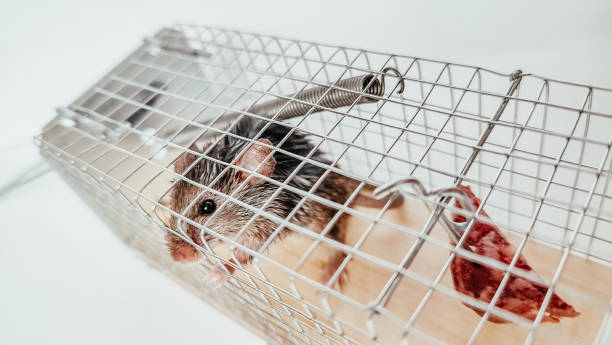 istock Little mouse in the cage trap. Pest control. Quarter 1366461946