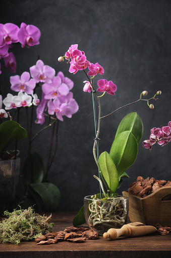 Beautiful purple Phalaenopsis orchid flower in basket. Pine bark, moss and shovel for planting orchis on table. Several blooming  phalaenopsis Orchidea flowers on background.