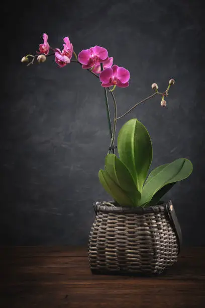 Photo of Beautiful purple Phalaenopsis orchid flower. Luxury mini Orchidea in basket.