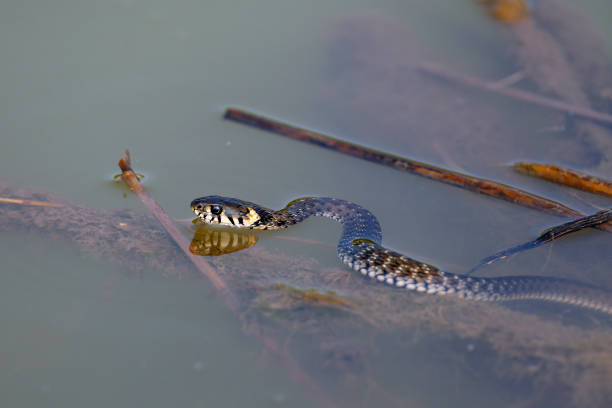 istock The grass snake (Natrix natrix), sometimes called the ringed snake or water snake 1366464888