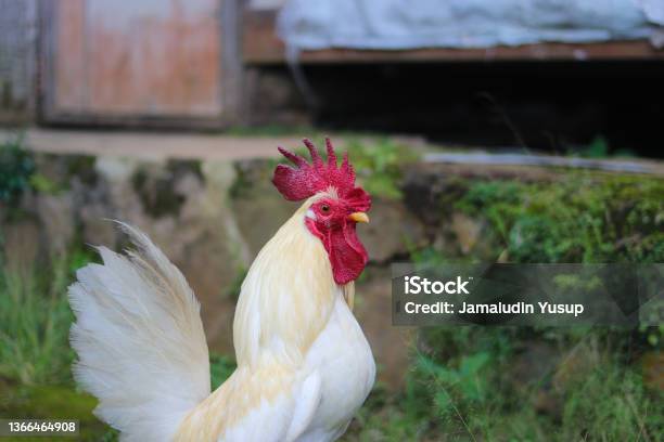 A White Bantam Chicken With A Red Cockscomb Is Looking For Food In The Backyard Stock Photo - Download Image Now