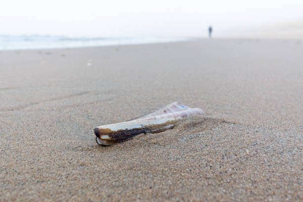 Close up of a razor clam on the beach on a foggy dreary day At the horizon almost not visible a person. razor clam stock pictures, royalty-free photos & images