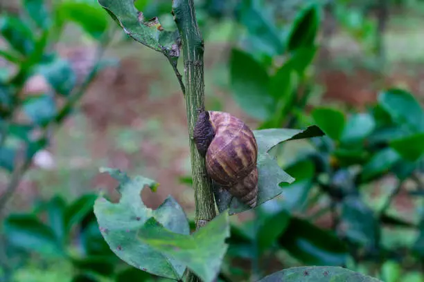 Achatinidae, tropical land snails, terrestrial pulmonate gastropod mollusks from Africa is crawling on tree branches in the garden