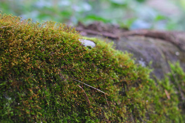 istock moss on stone in Indonesia rainforest. Nature background concept 1366468140