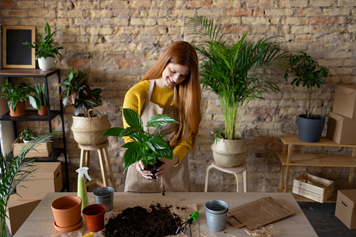 Young Caucasian woman enjoying her hobby at home, taking a good care of her house plants, carefully changing the old ground soil for the new one and smiling