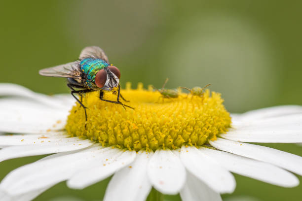 mosca verde sobre flor de margarita amarilla y blanca con pequeños insectos verdes - insect fly animal eye single flower fotografías e imágenes de stock