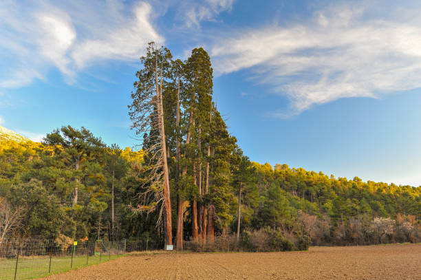 Group of Giant Sequoias in Huescar, province of Granada Group of Giant Sequoias in Huescar, province of Granada - Spain. sequoia sempervirens stock pictures, royalty-free photos & images