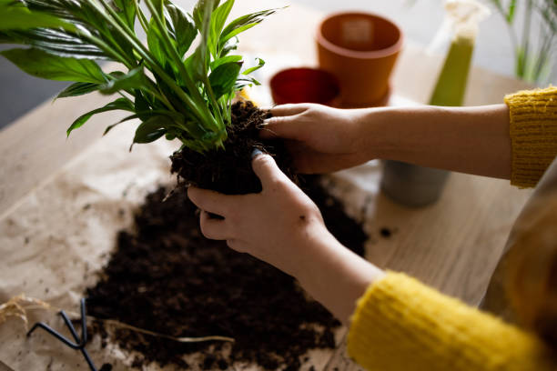 High angle view of an unrecognizable young Caucasian woman taking care of her plants at home High angle close up view of an unrecognizable young Caucasian woman taking care of her plants at home, changing the old ground soil for the new one potting stock pictures, royalty-free photos & images