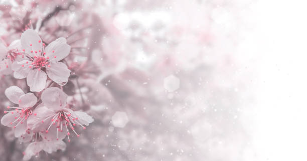 istock Beautiful nature scene with blooming flowers tree. Abstract Spring flowers background 1366469668