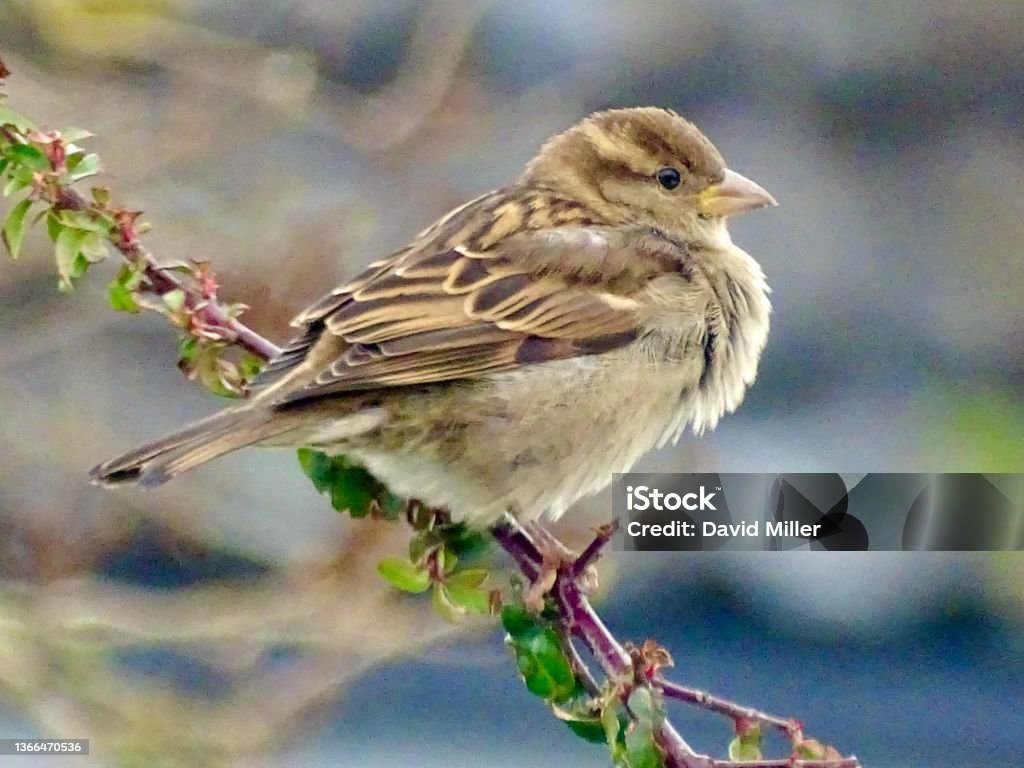 Brown garden sparrow bird Brown garden sparrow bird with feathers plumped up in the cold weather Sparrow Stock Photo