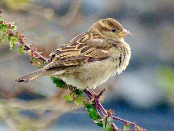 Brown garden sparrow bird Brown garden sparrow bird with feathers plumped up in the cold weather sparrow stock pictures, royalty-free photos & images