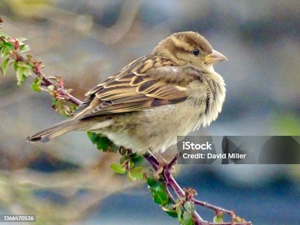 Brown Garden Sparrow Bird Stock Photo - Download Image Now - Sparrow, House Sparrow, Branch - Plant Part