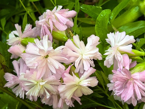 Horizontal extreme closeup photo of green leaves and delicate pink and white flowers growing on a Soapwort plant in an organic garden in Summer. Ulladulla, south coast NSW