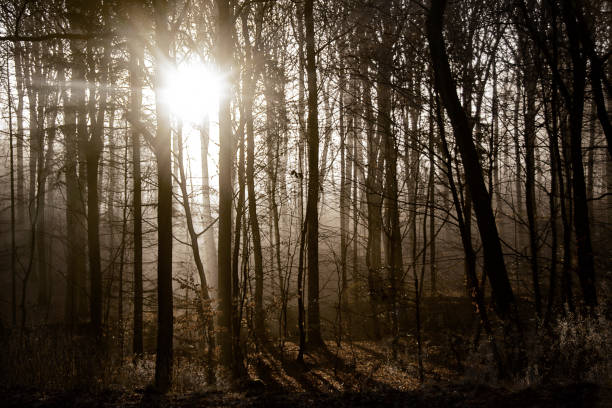 istock Ways to go in mind and in nature, black/white 1366471024