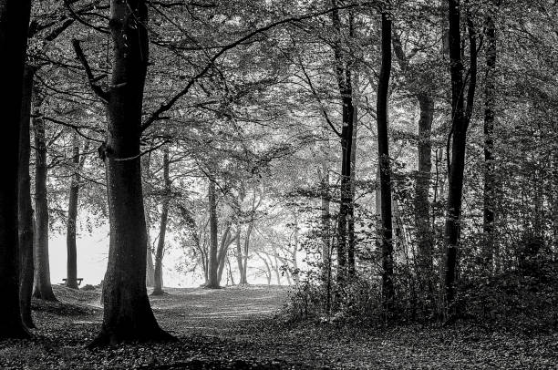 istock Ways to go in mind and in nature, black/white 1366471036