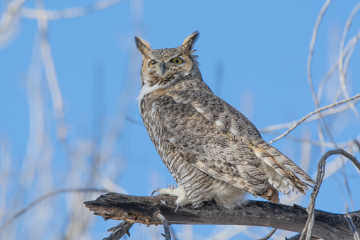 Great Horned Owl, with eyes wide open, perched in tree on low limb in forest near Fountain Creek in central Colorado in western United States of America (USA). Nearby towns are Fountain and Colorado Springs, Colorado.
