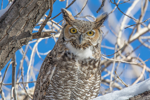 Great Horned Owl, with eyes wide open, perched in tree on snowy low limb in forest near Fountain Creek in central Colorado in western United States of America (USA). Nearby towns are Fountain and Colorado Springs, Colorado.
