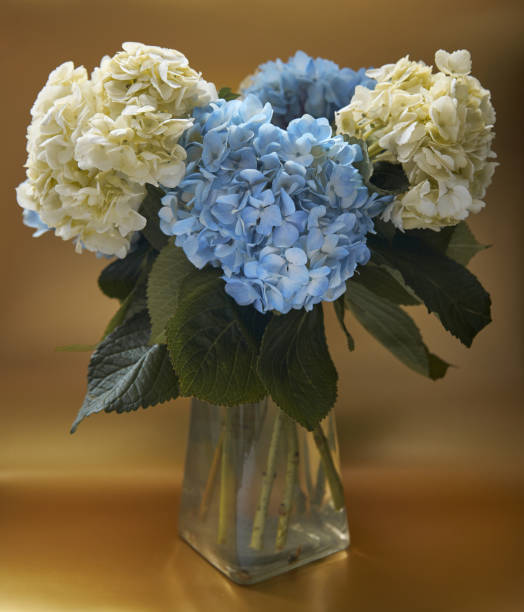 istock Blue and white hydrangea flower bouquet in vase 1366472005