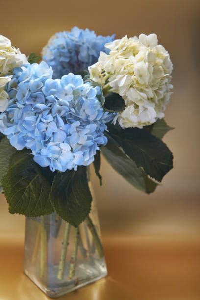 istock Blue and white hydrangea flower bouquet in vase 1366472042