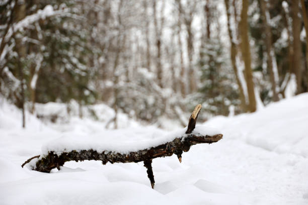 Fairy nature after snowfall