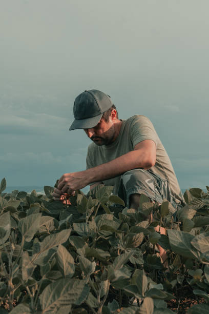 istock Serious concerned agronomist farmer examining development of green soybean 1366472996