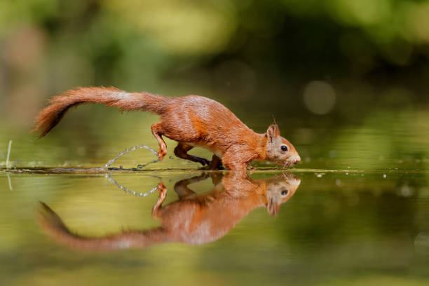 istock Eurasian red squirrel in the forest 1366474324