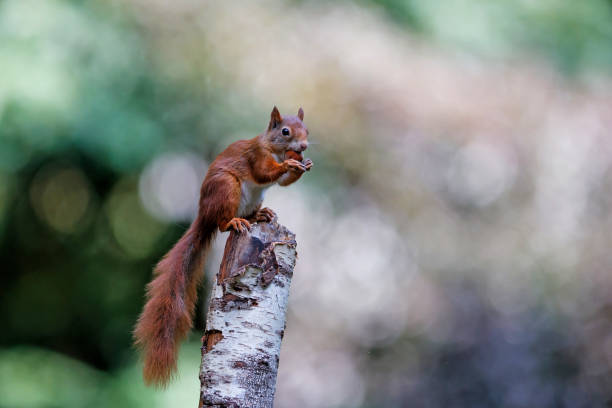 istock Eurasian red squirrel in the forest 1366474328