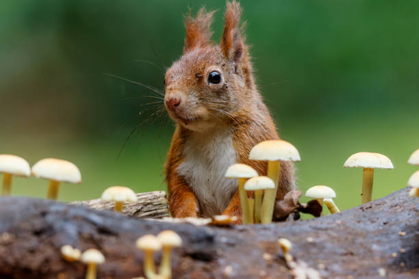 istock Eurasian red squirrel in the forest 1366474345