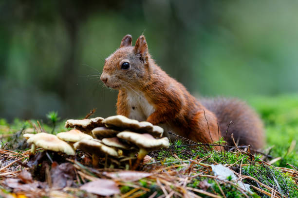 istock Eurasian red squirrel in the forest 1366474347