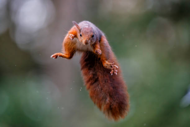 Eurasian red squirrel  jumping stock photo