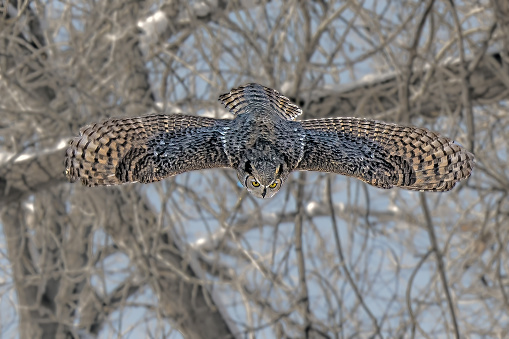 Great Horned Owl leaps into flight from perch in tree on low limb in forest near Fountain Creek in central Colorado in western United States of America (USA). Nearby towns are Fountain and Colorado Springs, Colorado.