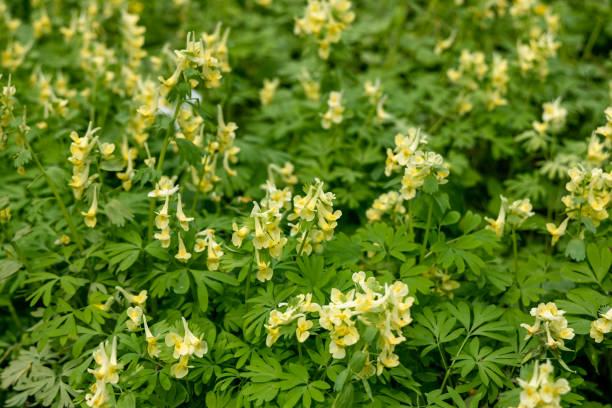 Corydalis Lutea, Delicate yellow tubular flowers with lacy foliage Corydalis Lutea, Delicate yellow tubular flowers with lacy foliage. High quality photo corydalis lutea stock pictures, royalty-free photos & images