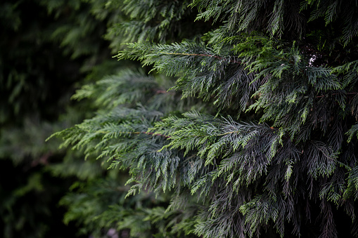 Beautiful branches with young sprout of spruce.