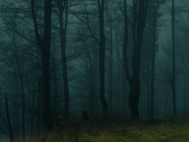 istock Creepy beech trees forest in Jeseniky mountains at autumn 1366478564