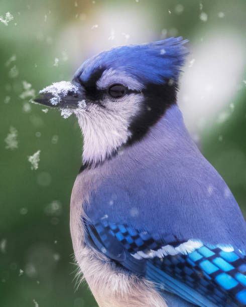Beautiful closeup side view portrait of Blue Jay under light snow Extreme close up of blue jay in snow showing feather details bluebird bird stock pictures, royalty-free photos & images
