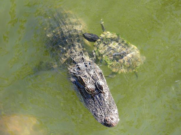 l’alligator américain et la tortue slider à oreilles rouges melanisiques nagent ensemble - directly above outdoors alligator florida photos et images de collection