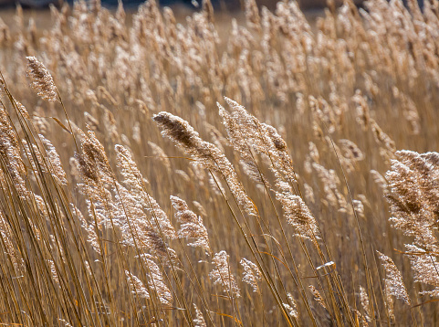 An ocean breeze blows stalks of invasive phragmites in a Cape Cod marsh on a cold January morning