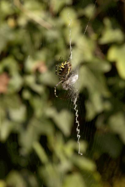 istock Wasp spider (Argiope bruennichi) in domestic garden 1366480324