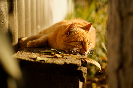 Red ginger cat lying on a wooden bench in warm sunlight. Domestic pets and stray homeless animals concept