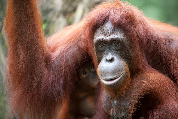 istock Mother and Baby Orangutans 136648190