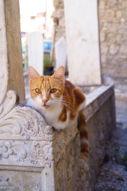 istock Red ginger and white cat sitting on an old stone wall 1366481904